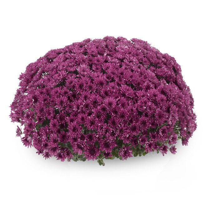 Crizantema Avalon Purple V [1]