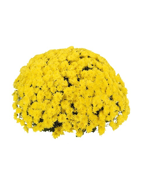 Crizantema Avalon Yellow V [1]