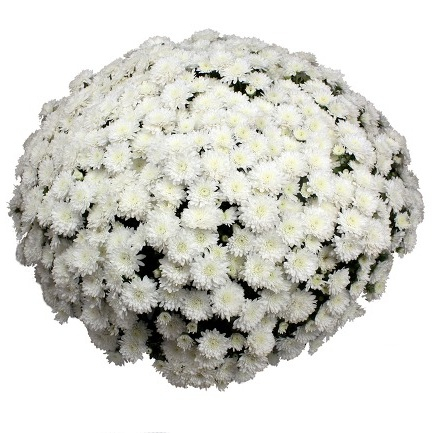 Crizantema Belvedere V [1]