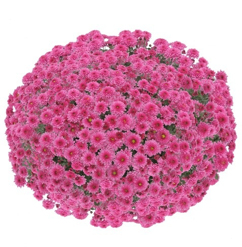 Crizantema Blanchett Pink V [1]