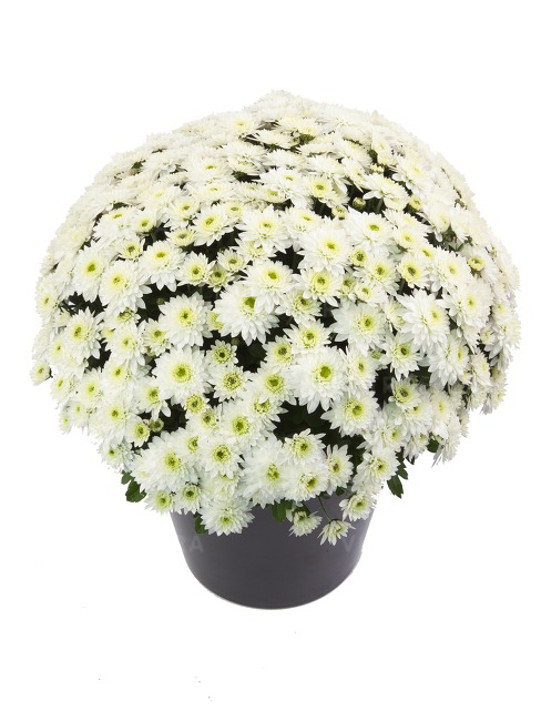 Crizantema Blanchett MuVistar White V [1]