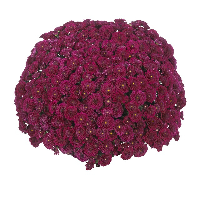 Crizantema Cherry Purple V [1]
