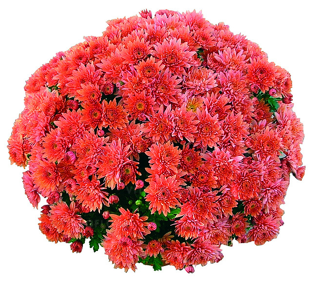 Crizantema Coeur de Lorraine Bronze V [1]