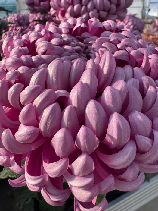 Crizantema Cosmo Purple [2]