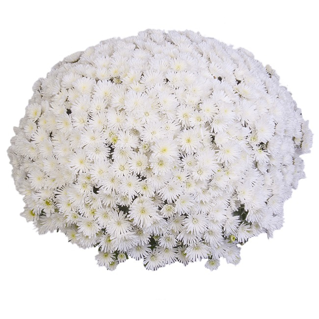 Crizantema DeNiro V [1]