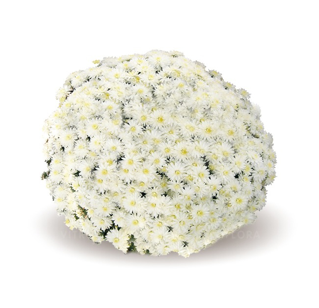 Crizantema Elrond V [1]