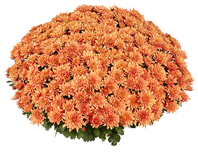 Crizantema Homerun Orange V [1]