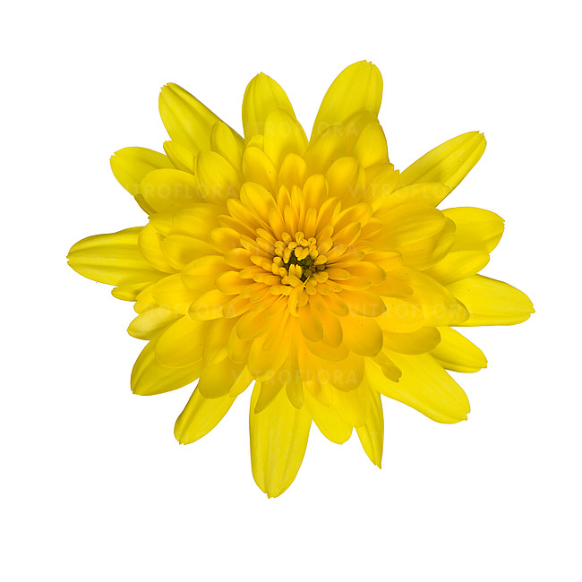 Crizantema Milkshake Banana [2]