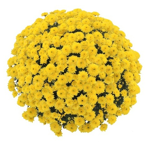 Crizantema Blanchett Yellow V [1]