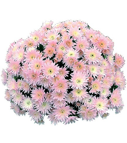 Crizantema Coeur de Lorraine Perle [1]