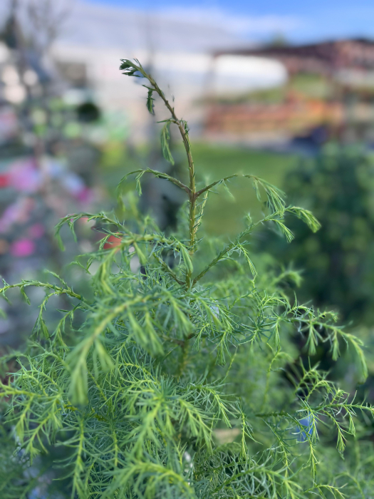 Cryptomeria japonica ‘Elegans Viridis’ [2]