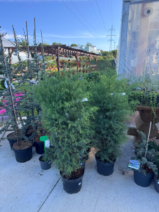 Cryptomeria japonica ‘Elegans Viridis’ [4]