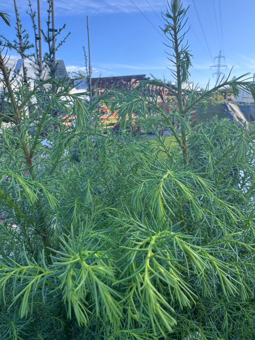 Cryptomeria japonica ‘Elegans Viridis’ [3]