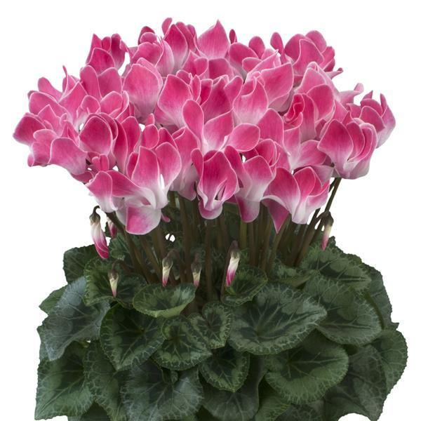 Cyclamen halios funflame magenta – P13 [2]