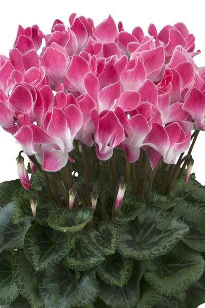 Cyclamen halios funflame magenta – P13 [1]