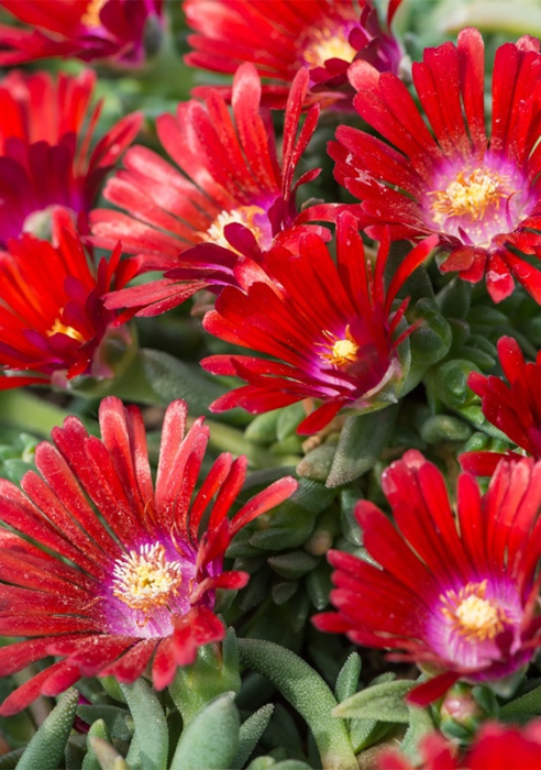 Delosperma Sundella Red P10 [1]