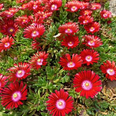 Delosperma Sundella Red P10 [3]