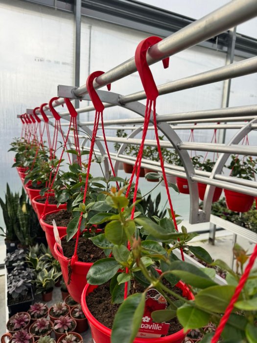 Dipladenia Sundaville Red în ghiveci C3 [2]