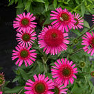 Echinacea 'Delicious Candy' C1.5, plantă perenă ornamentală [2]