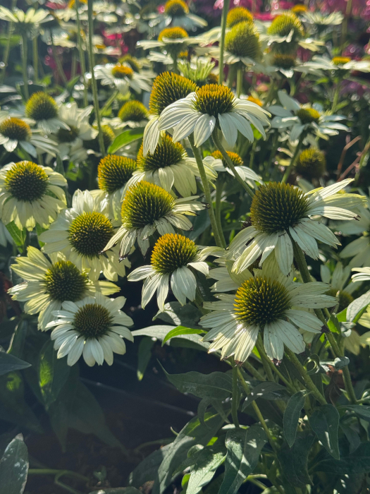 Echinacea Kismet White [2]