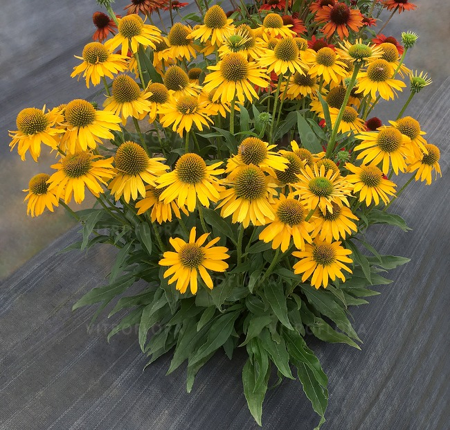 Echinacea 'Kismet Yellow' C2, plantă perenă ornamentală [2]