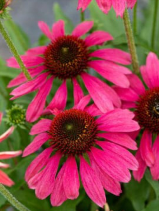 Echinacea Magenta Pearl [1]