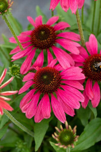 Echinacea Magenta Pearl [3]