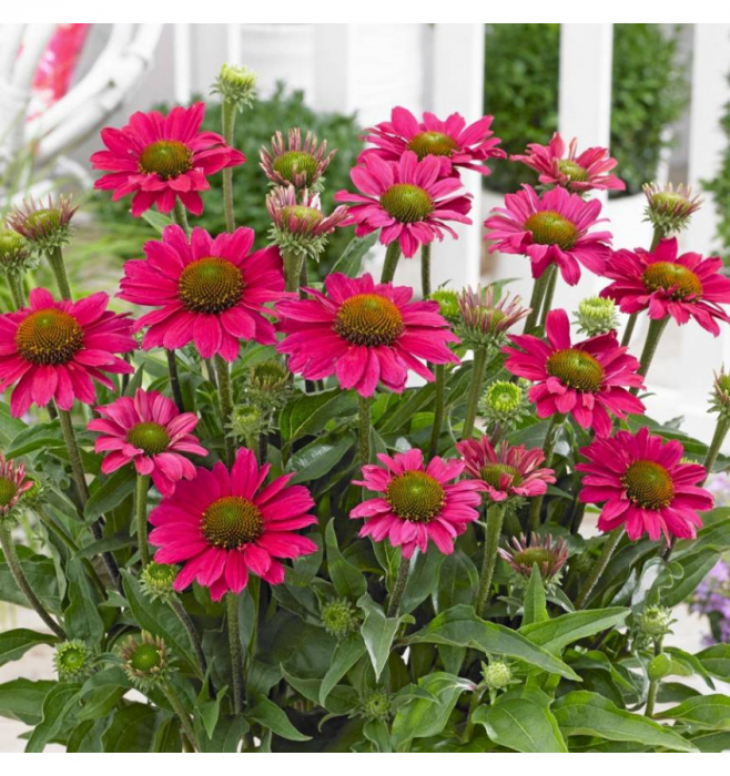 Echinacea Magenta Pearl [2]