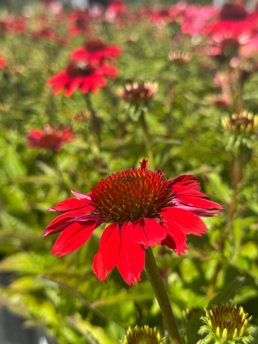 Echinacea Pearl Red IMP [3]