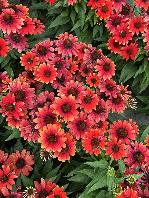 Echinacea Pearl Red IMP [2]