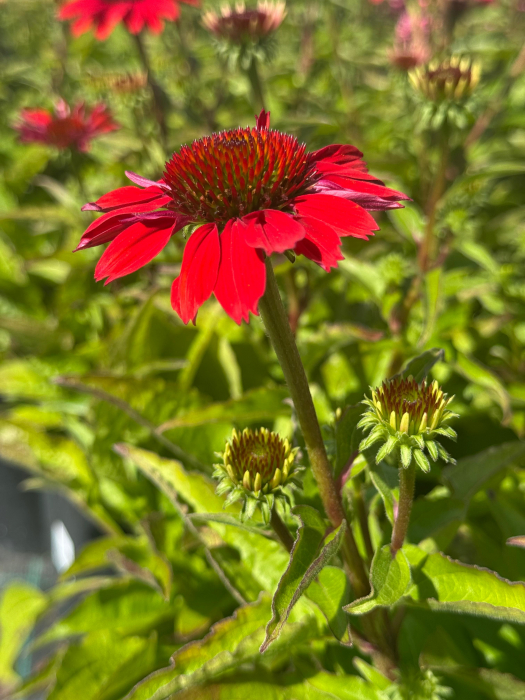Echinacea Pearl Red IMP [4]