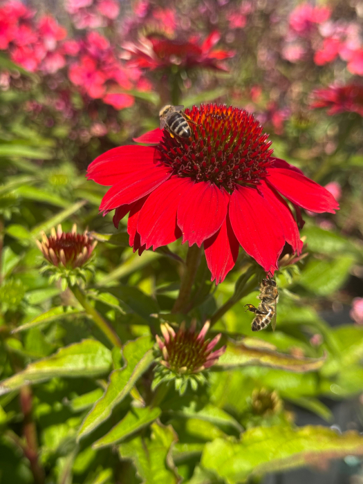 Echinacea Pearl Red IMP [1]