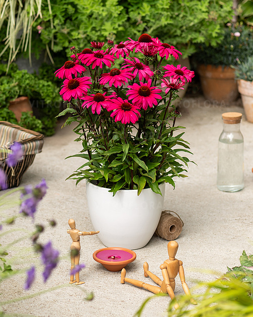 Echinacea 'Sensation Wild Romance' C2, plantă perenă ornamentală [3]