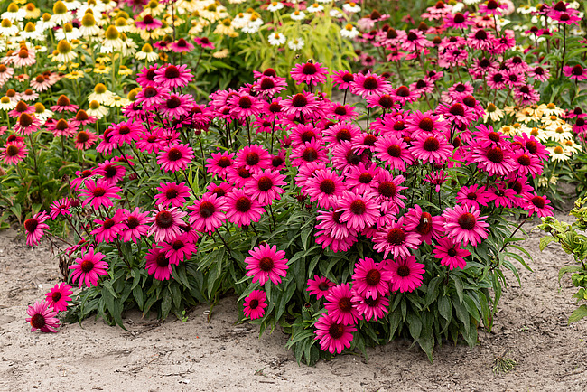 Echinacea 'Sensation Wild Romance' C2, plantă perenă ornamentală [2]