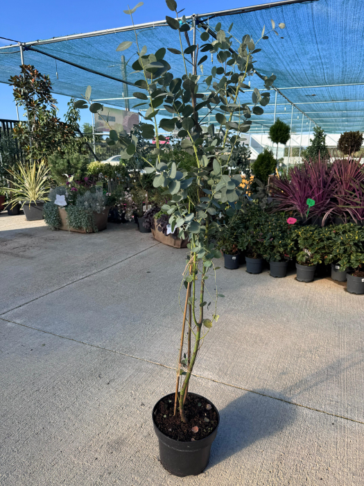 Eucalyptus gunnii [2]