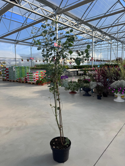 Eucalyptus gunnii [3]