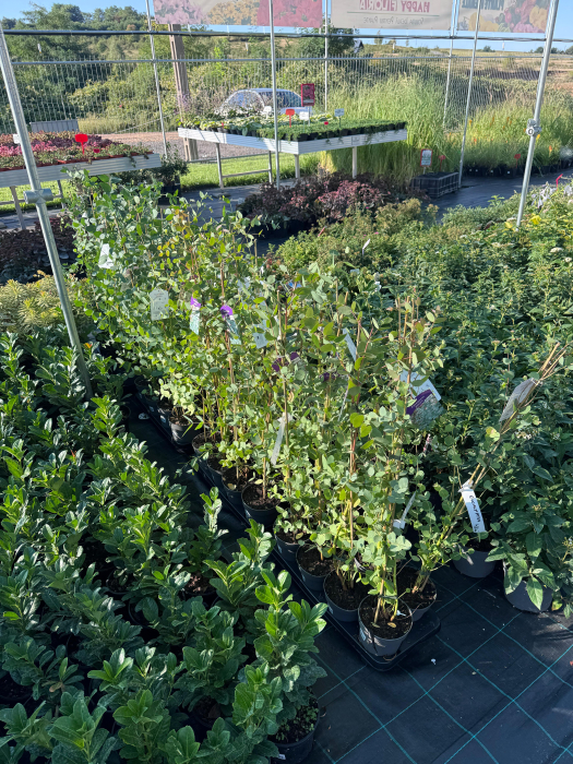 Eucalyptus gunnii [3]