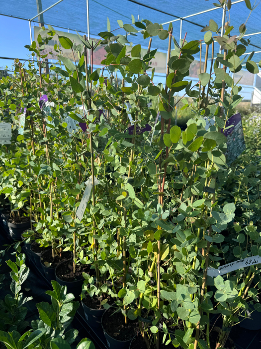 Eucalyptus gunnii [4]