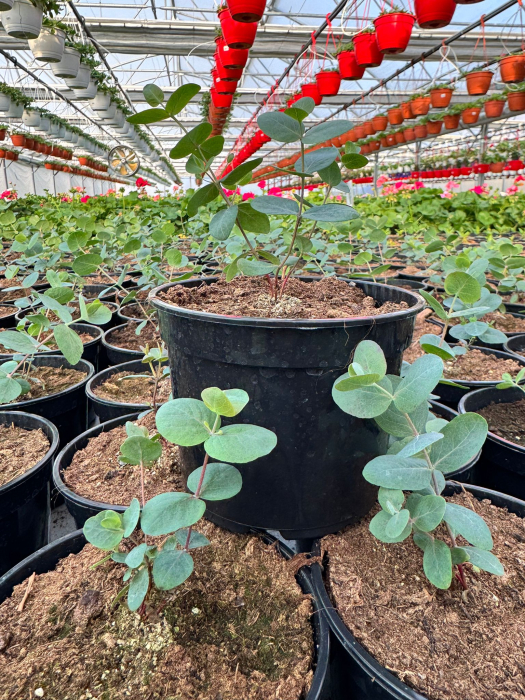 Eucalyptus Silver Dollar G12 [2]