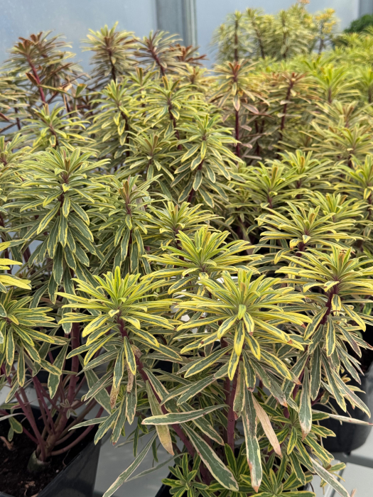Euphorbia Ascot Rainbow [2]