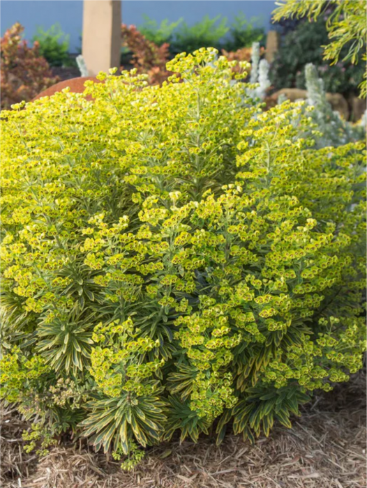 Euphorbia Ascot Rainbow [3]