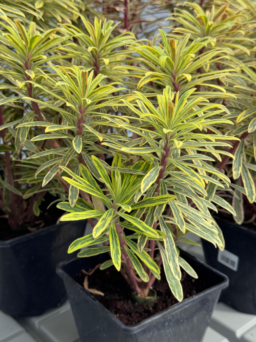 Euphorbia Ascot Rainbow [1]