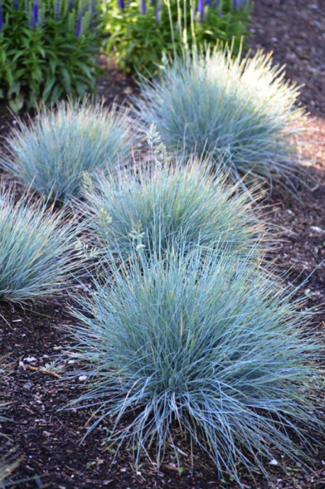 Festuca Elijah Blue - C2 [1]