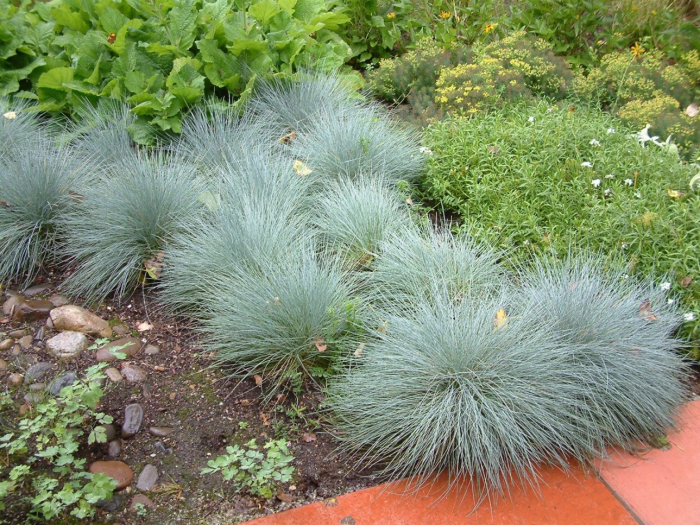 Festuca Elijah Blue - C2 [3]
