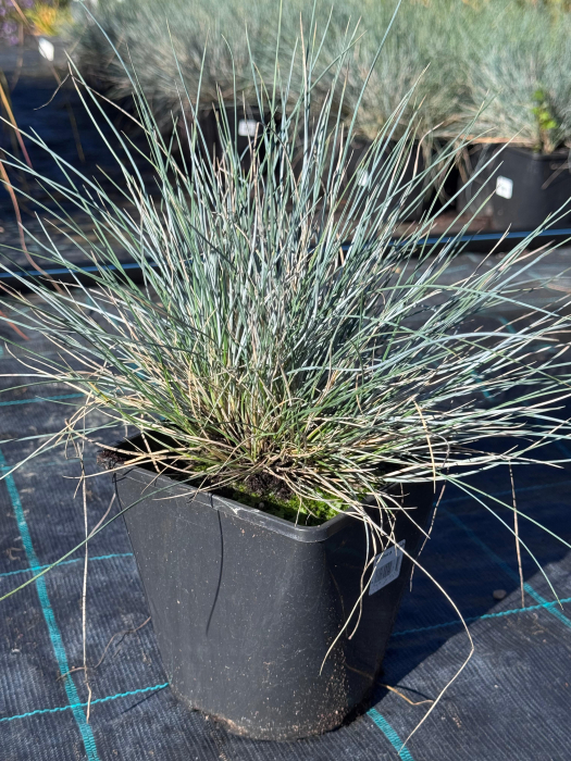 Festuca Elijah Blue - C2 [2]