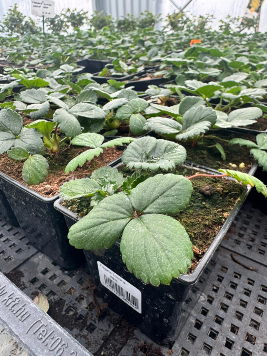 Fragaria Toscana [3]