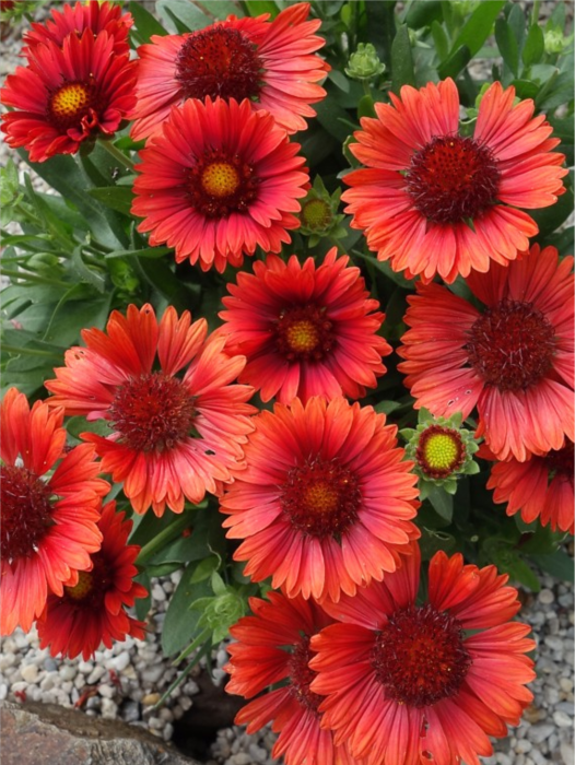 Gaillardia Spintop Red [1]