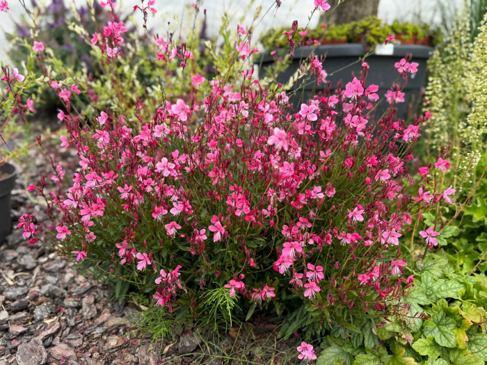 Gaura Cherry Brandy [3]