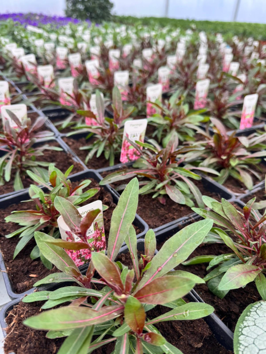 Gaura Flamingo Pink – C2 [2]