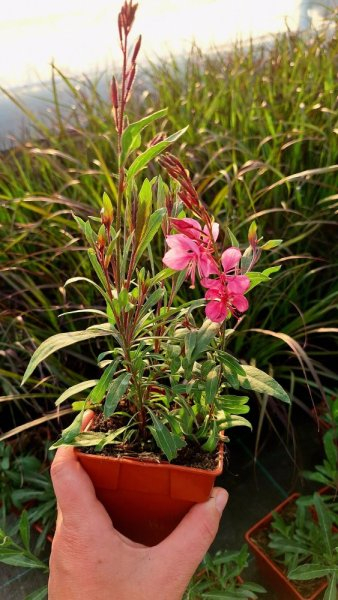 Gaura Flamingo Pink – C2 [3]